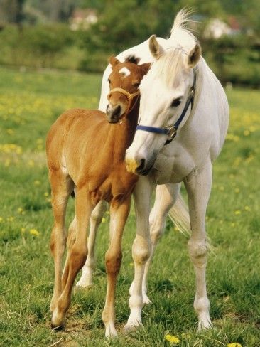 Dosanko / Hokkaido Pony